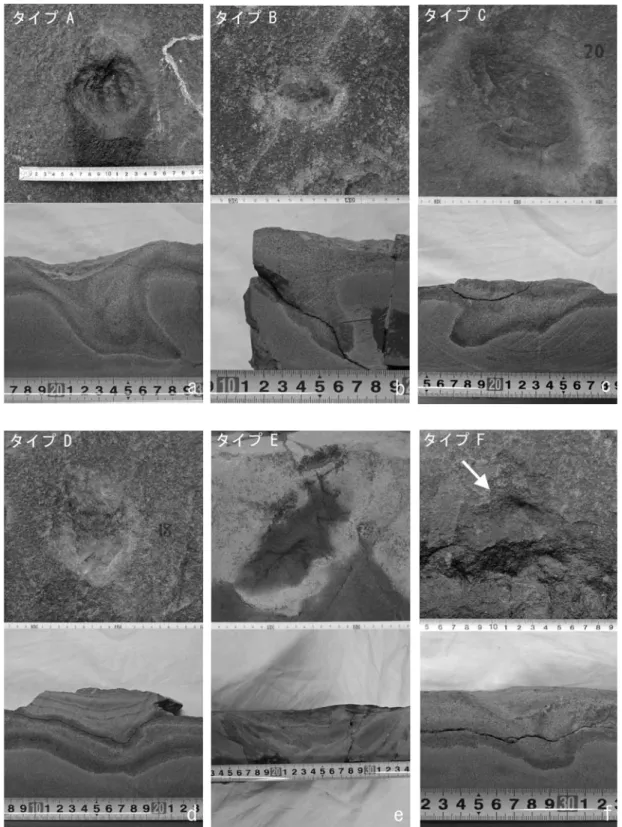 Fig. 9. Typological division of footprint fossils based on morphological features  (footprint types A-F)