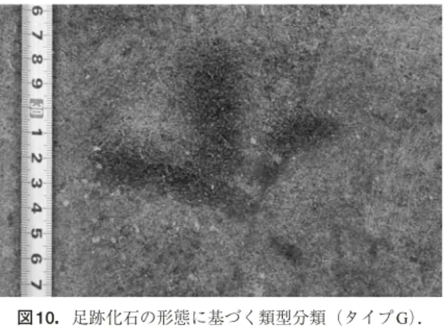 Fig. 10. Typological division of footprint fossils based on morphological features (type G)