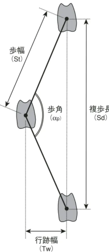 Fig. 11. Measured parameters of trackways. St: step, Sd: