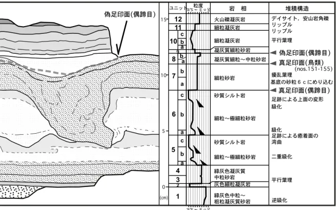 Fig. 4. Typical cross section and sedimentary structure synthesized from the observation of sandstone blocks bearing footprint fossils, nos