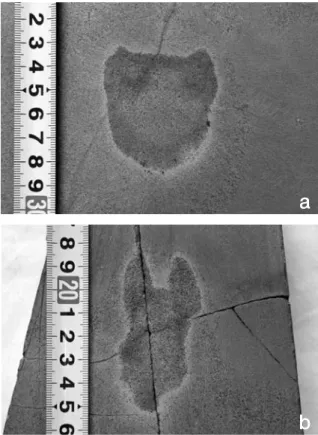 Fig. 5. Morphological outline and measured parameters of fossil footprints in plan and cross sectioned views