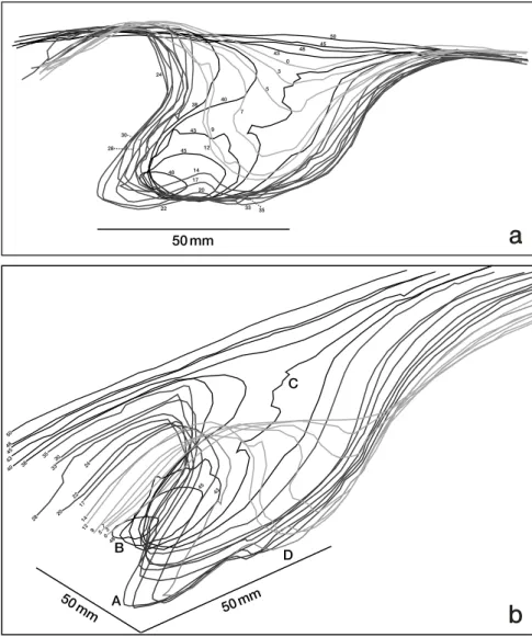 Fig. 8. Three-dimensional morphology of true-footprint (no. 22). a: true-footprint outlines on longitudinal cross sections of the sandstone block specimen (no