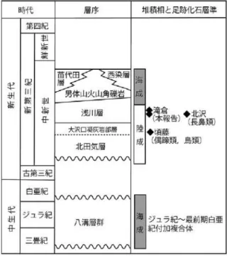 図 3 ．調査地域の地質層序．大槻（1975）および天野 
