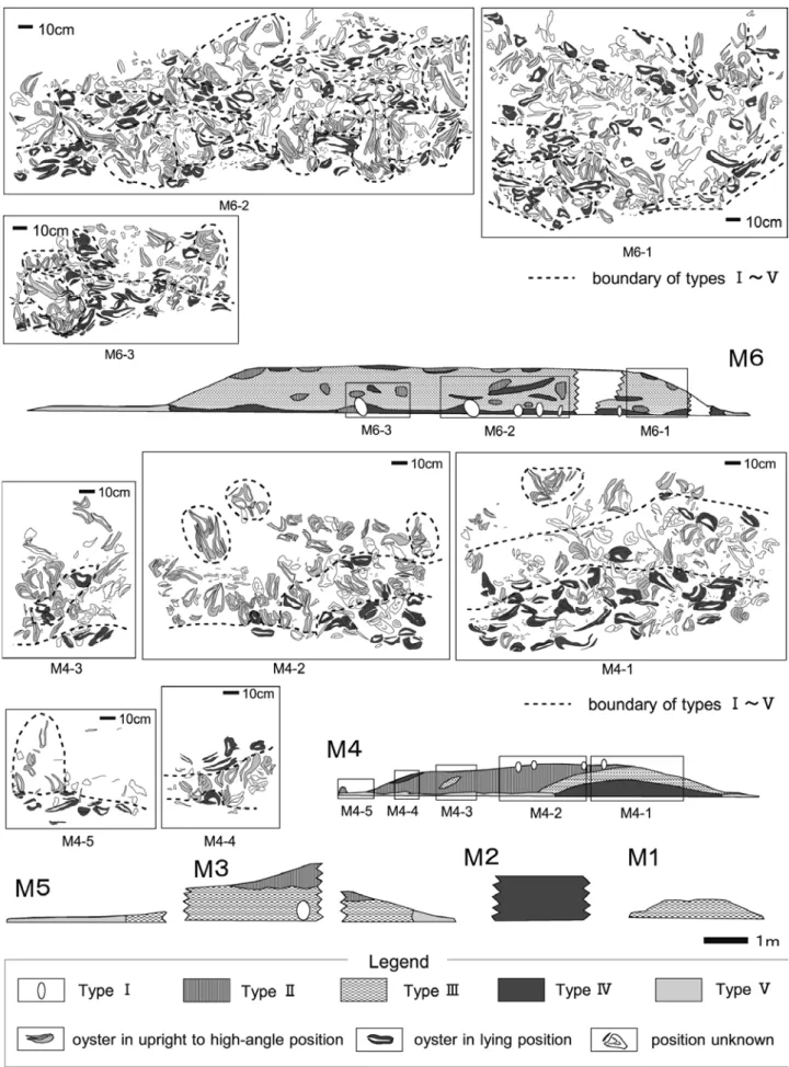 Fig. 8 . Outlines of the six shell beds and distribution of the different modes of fossil occurrence