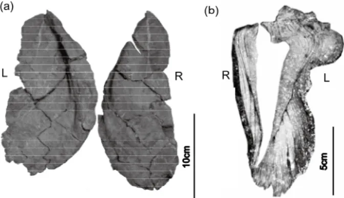 Fig. 7 . Five modes of occurrence of oysters in the Doki River section.