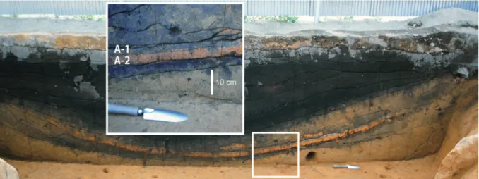 Table 2 . Sample details and AMS 14 C dating results for shells sampled 40 cm below layer B in the Akkeshi core