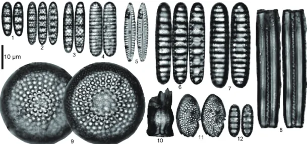 Fig. 7.  Diatoms from the outcrop of INM-4-14455. [  ]: sample number.