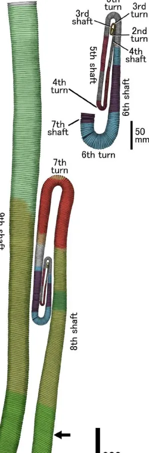 Fig. 12. Composite shell reconstruction of Diplomoceras with close-up of early and middle growth stages