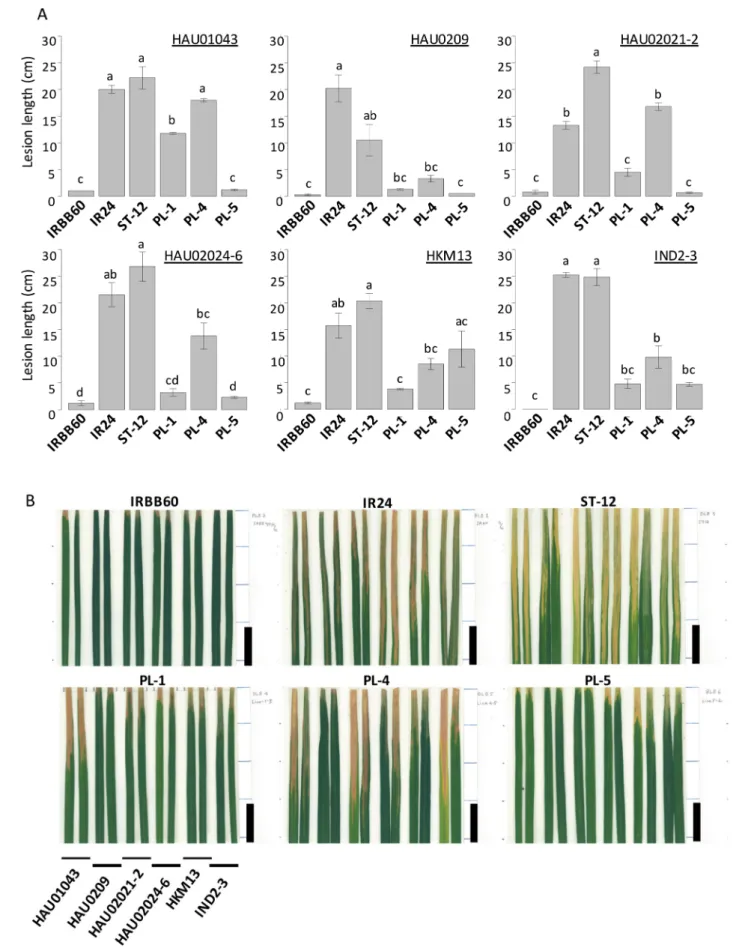 Fig. 4.  The response of the experimental materials to the six races of Xoo. A: Lesion length on leaves of the experimental  materials