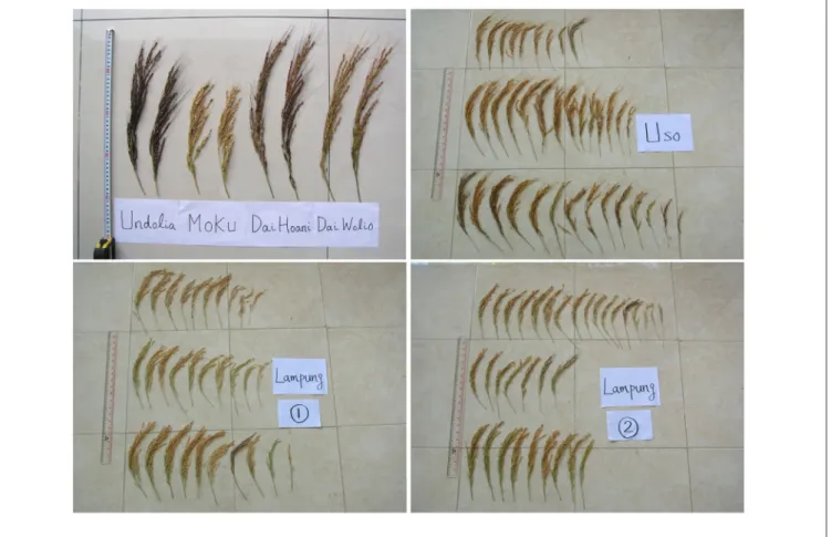 Fig. 2.  Panicles of rice varieties that are used to determine the growth and yield components.