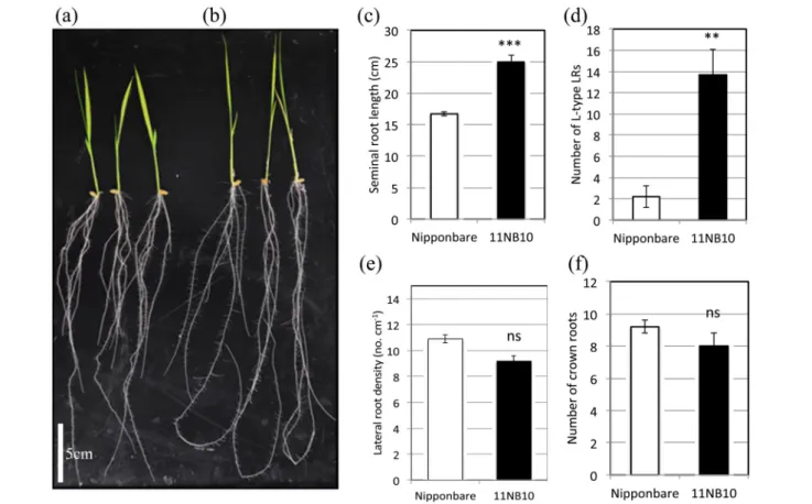 Fig. 1.  Root morphological features of 11NB10 mutant at seedling stage.
