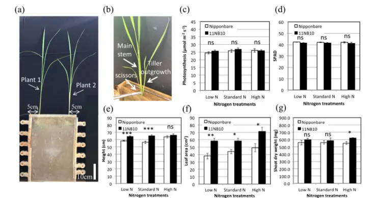 Fig. 3.  Shoot phenotypes of Nipponbare and 11NB10 mutant plants with main stem only under different nitrogen (N) conditions.