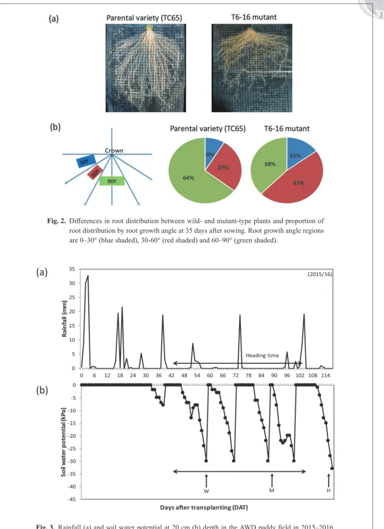 Fig. 2.  Differences in root distribution between wild- and mutant-type plants and proportion of  root distribution by root growth angle at 35 days after sowing