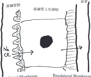 図 1　尿細管上皮細胞での Na，Cl 輸送見取り図