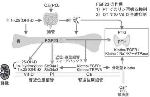 図 2　FGF23/Klotho 系によるカルシウム / リン代謝調節