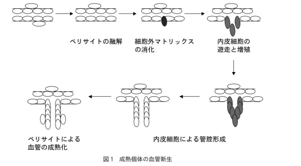 図 1 成熟個体の血管新生
