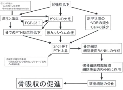 図 1 Ⅱ°HPTと骨代謝