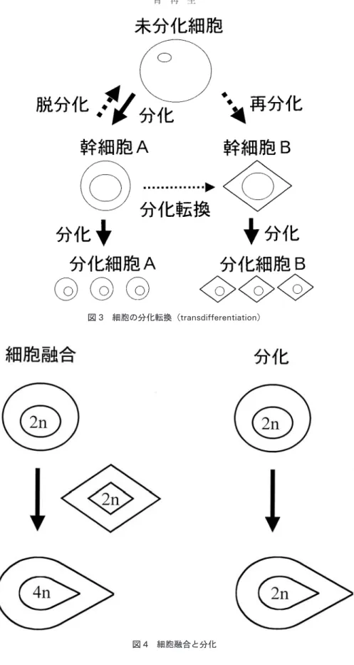 図 3 細胞の分化転換（transdi fferenti ati on ）