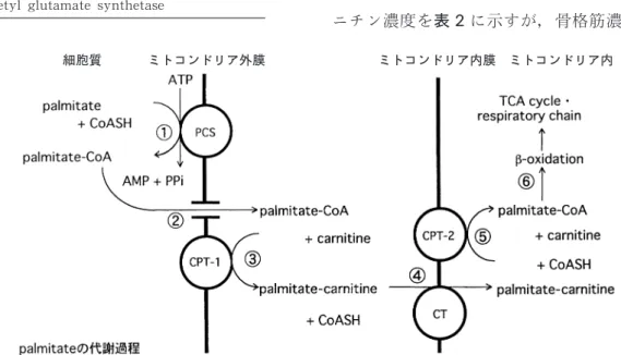 図 2 脂肪酸代謝
