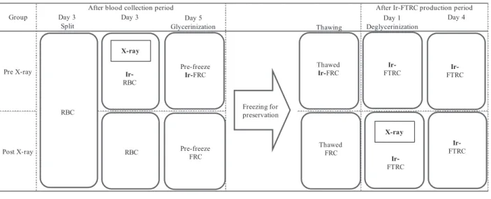 Fig. 1 Experimental design RBCs from a 400-ml whole blood donation were divided into 2 units 3 days after the donation and stored at 4℃．RBCs in the   Pre-X-ray group were irradiated with X-rays and stored at 4℃ until day 5. RBCs in the Post-X-ray group wer