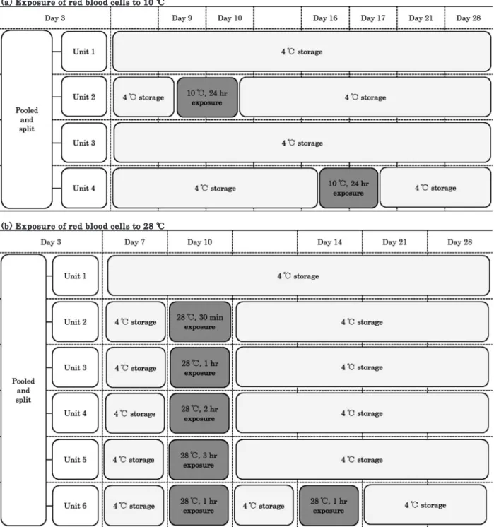 Fig. 2 Experimental design (a) Two units of red blood cell components from 400 ml of whole blood donation were pooled and split into 4 units (130 ml/unit)  3 days after the donation and stored at 4℃. Units #1 and #3 were negative controls for #2 and #4, re