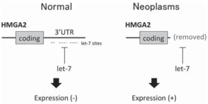 Fig. 1 HMGA2  overexpression  due  to  truncation  of  its  3ʼUTR  in  non-hematologic  and  hematologic  neoplasms. 