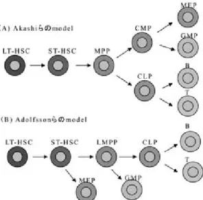 図 1 造血幹細胞から成熟血球への分化モデル LT- HSC ：l ong- t er m  HSC, ST- HSC ：s hor t - t er m  HSC, MPP ：mul t i pot ent pr ogeni t or , LMPP ：l ymphoi d  pr i med  MPP, CMP ：c ommon  myel oi d  pr ogeni t or , CLP ：c ommon  l ymphoi d  pr ogeni t or , MEP ：megakar yoc yt