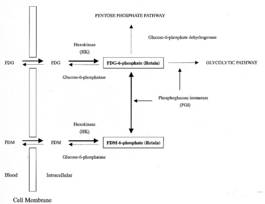 Fig.  5    Scheme for the accumulation of FDG in the tumor cells.