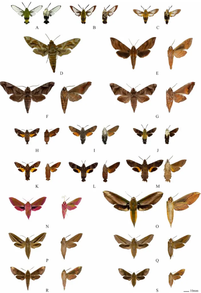 図 3　兵庫県産スズメガ科（ホウジャク亜科）成虫　A. オオスカシバ B. クロスキバホウジャク  C. スキバホウジャク D. キョウチクトウスズメ E. クルマ スズメ F