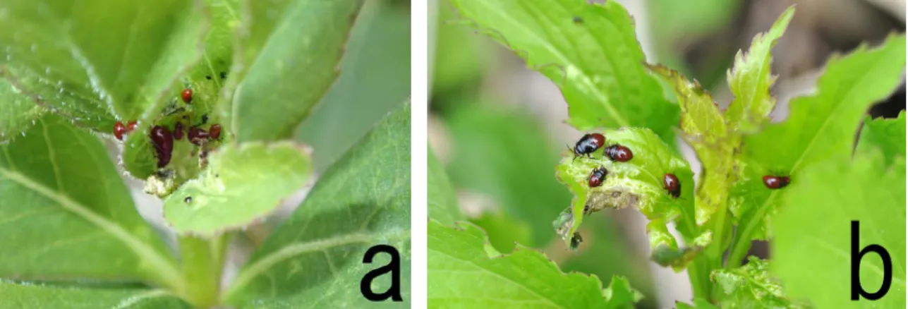 図 2　ツリガネニンジンを吸汁する幼虫（神鍋高原）. a，若齢幼虫を含む集団（2019 年 4 月 23 日）；b，終齢幼虫を含む集団（2017 年 5 月 17 日）．