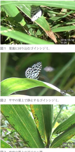 図 1　葉裏に回り込むゴイシシジミ．
