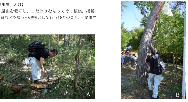 図 1 「虫屋」．写真は，「虫屋」が実際に昆虫採集をおこなっている様子．(A) オオゴキブリ Panesthia angustipennis とゴミムシダマシ類を 採集するために，朽木崩しをしている．(B) クロハサミムシ Nesogaster lewisi を採集するために，アカマツの立ち枯れに生えるヒトクチタ ケを網で掬い取っている．(2014 年 9 月 27 日．中峰空博士撮影 )