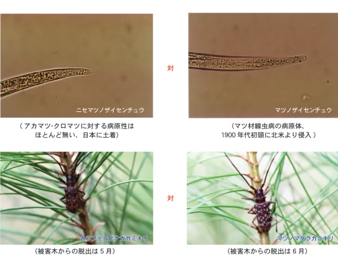図 1 広島県北部に存在する 2 種線虫および 2 種媒介昆虫の競合関係 図 2　ニセマツノザイセンチュウ混在がマツノマ 　　　ダラカミキリの保持線虫数に及ぼす影響 図 3 競争種の林内密度上昇を促す施業　　方法の模式図 （ t －検定により危険率 5％で有意差がある）( アカマツ･クロマツに対する病原性はほとんど無い、日本に土着）（被害木からの脱出は 5 月） （マツ材線虫病の病原体、 1900 年代初頭に北米より侵入 )（被害木からの脱出は 6 月）ニセマツノザイセンチュウ マツノザイセンチュウカラフト
