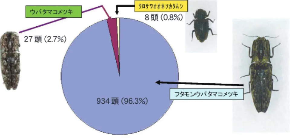 図 1　枯死マツ割材調査による天敵捕獲割合 写真 3　人工飼料による給餌写真 2　クロサワオオホソカタムシの卵写真 1　クロサワオオホソカタムシ成虫図 3　クロサワオオホソカタムシの発生消長図 2　フタモンウバタマコメツキの寄生部位と平均捕獲頭数934 頭 (96.3%)27 頭 (2.7%)8 頭 (0.8%)樹�高捕獲数平均個体数幹内フタモンコメツキ幼虫枝内フタモンコメツキ幼虫 [ 問い合わせ先：沖縄県森林資源研究センター　育林・林産班　TEL