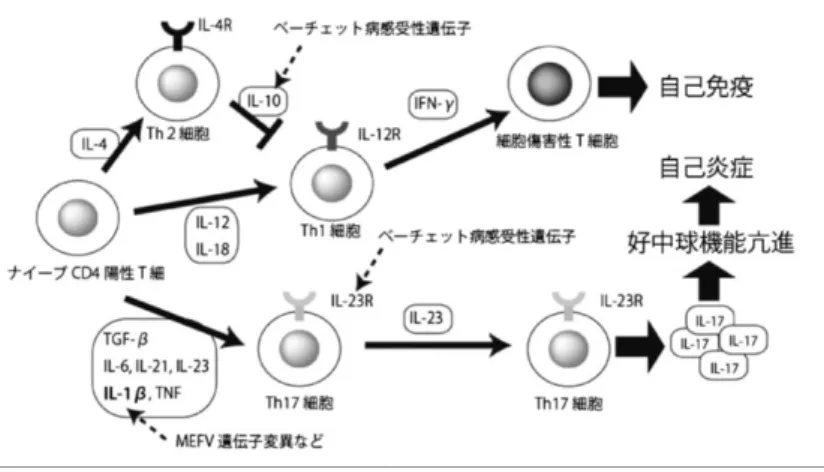図 1    GWAS 研究の成果から示唆されるベーチェット病の病態  ( Ⅱ )  環境要因など外因について BD の病因は遺伝的素因のみで説明することはできず、その発症には遺伝素因以外の 環境要因をはじめ、多くの要因が関与することが報告されている。 BD が最初に特定疾 患に認定された昭和 47 年当時と比較するとインフラの整備により環境要因が大きく改 善したが、この間、 BD の重症型が少なくなったことと関連している可能性は否定でき ない。 外因の中では、口腔内に存在する Streptococcus 