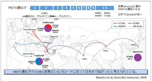 図 4    MEFV 遺伝子とベーチェット病