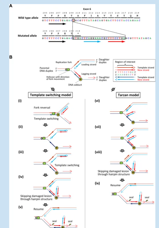 FIG. 2. Characterization of the TBX5 microindel detected in an HOS patient. A: Schematic representation of wild-type (top) and mutated (bottom) sequences observed in TBX5 exon 6 in the HOS patient