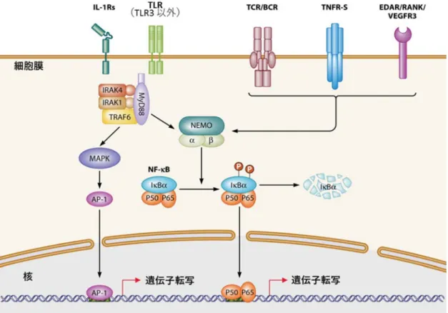 図 1. NF-κB の様々な機能  免疫不全を伴う無汗性外胚葉形成異常症では、NEMO（ IKBKG 遺伝子がコードする蛋白） や I κ B α（ NFKBIA 遺伝子がコードする蛋白）の異常によって、NF-κB の活性化障害が おこる。 臨床像  1