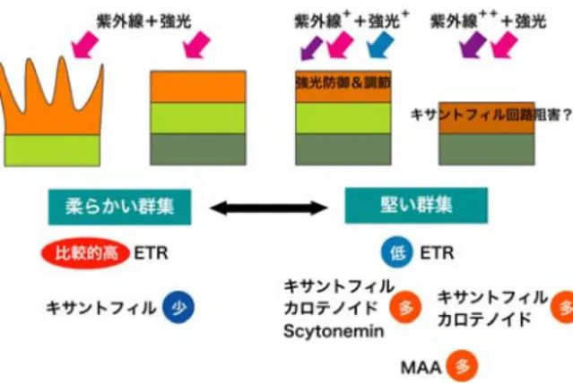 図 9  光環境の違いによる藻類群集の適応戦略