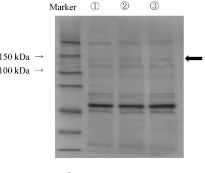 図 4   ヒト TRPA1 のリン酸化におよぼす Cinnamaldehyde の影響