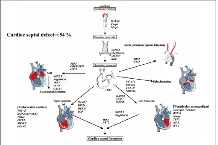 Fig. 2  A genetic blueprint for heart development. 