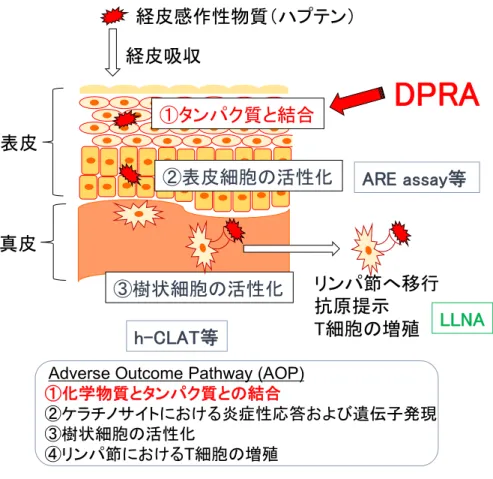 Fig. 1  皮膚感作性のメカニズムとそれに対応した代替試験法 （引用文献 7 より改変） Fig. 2  試験に使用した使用したペプチドの構造 （上： Cys-peptide 、下 : Lys-peptide ）経皮感作性物質（ハプテン）経皮吸収①タンパク質と結合②表皮細胞の活性化表皮真皮③樹状細胞の活性化 リンパ節へ移行抗原提示T細胞の増殖 LLNADPRAh-CLAT等ARE assay等