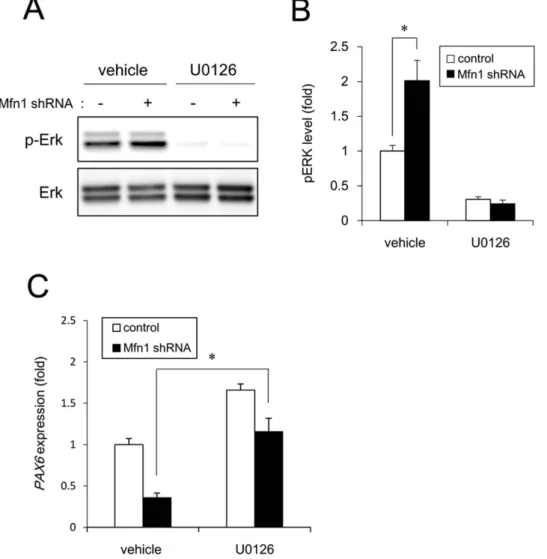 Figure 6.  Negative regulation of neural induction by Mfn1 knockdown. The cells were infected with  lentiviruses containing a vector encoding a shRNA directed against Mfn1 or a scrambled sequence shRNA  (control) for 24 h