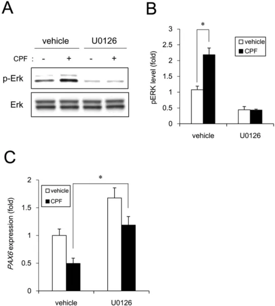 Figure 5.  Negative regulation of neural induction by CPF exposure. (A) Cells were exposed to CPF (30 μ M)  or CPF +  U0126 (5 μ M) for 24 h