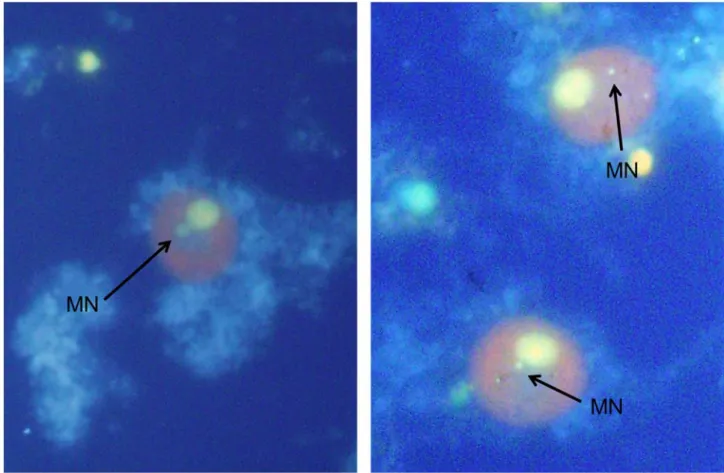 Fig. 1 Microscopic observation in the mouse lung micronucleus assay 