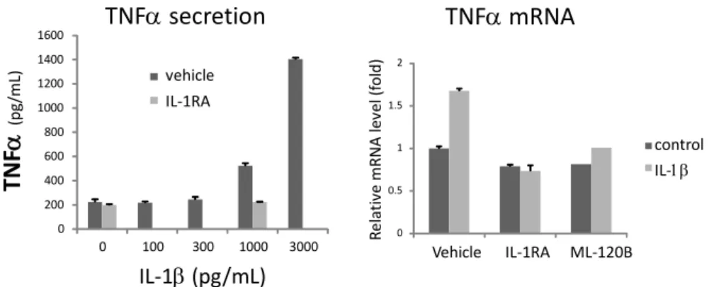 図 1 ． IL‐1β 刺激による TNFα mRNA 発現・分泌促進の IL‐1 受容体 アンタゴニスト（ IL‐1RA ）および IKK‐2 阻害剤（ ML‐120B ）による抑制 Vehicle IL‐1RA ML‐120B TNF mRNA (increased levels) 5.00 ± 0.11 0.53 ± 0.04 0.26 ± 0.14 TNF secretion (pg/mL) 1970 ± 263 140 ± 21 24 ± 30表1．MWCNT‐SD1暴露によるTNFα mRN