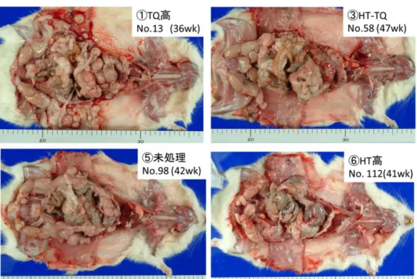 図 12.  瀕死解剖時の肉眼所見 
