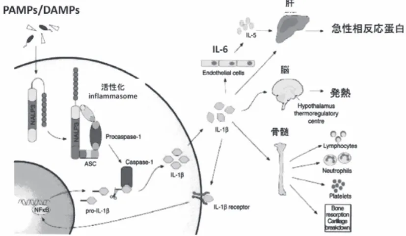 図　Canakinumab (anti-IL1 βmAb) の開発