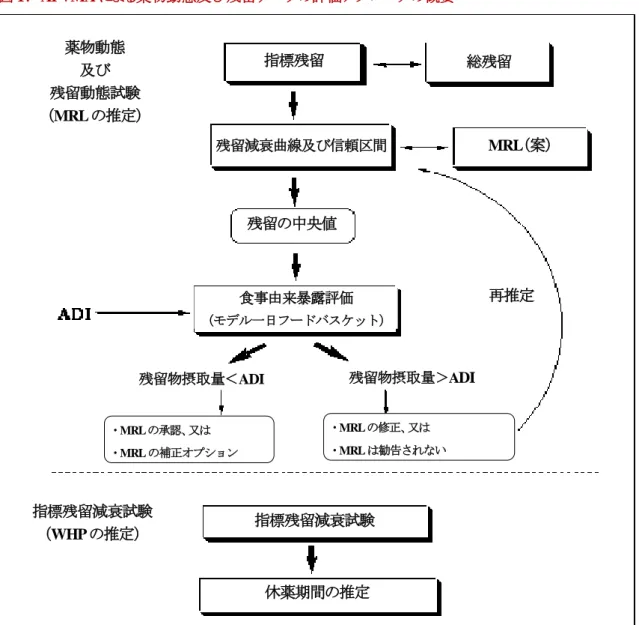 図 1：  APVMA による薬物動態及び残留データの評価アプローチの概要 薬物動態試験 Pharmacokinetic studies  対象動物種で実施された薬物動態試験では、投与動物由来の可食組織及び食品中の残留物の化学的特性及び濃 度に関する情報が得られる。これらのデータは、各食品について適切な指標残留を選定し、投与後の様々な時点にお ける各食品中に存在する指標残留及び総残留との関係（比）を規定するために用いられる。対象動物における動物用 医薬品の残留減衰パターン、及び肝臓又は腎臓などの特定の臓器に