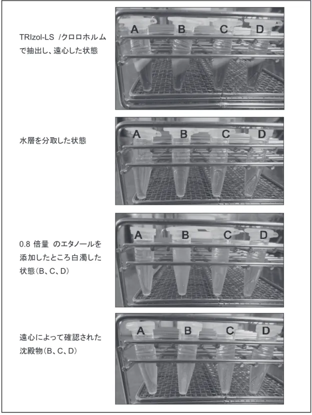 図 2  パンソルビンのロット差の比較 A: 2014 年購入、 B:2015 年購入、 C: 2016 年購入、 D: 2017 年購入TRIzol-LS  /クロロホルムで抽出し、遠心した状態水層を分取した状態0.8倍量のエタノールを添加したところ白濁した状態（B、C、D）遠心によって確認された沈殿物（B、C、D）